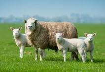 Veterinary Animal Care image